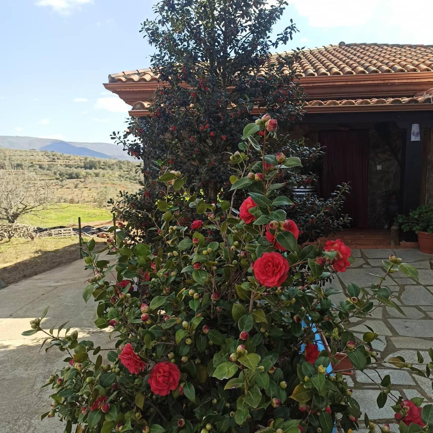 Casa Rural Los Olivos Sotoserrano Bagian luar foto